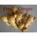 High Quality Ginger In Good Price